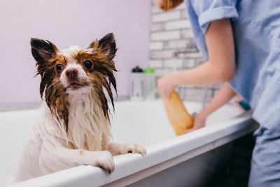 Pet Grooming and Pet Sitting Insurance in Portland, OR by Oregon Direct Insurance