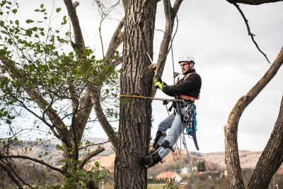 Tree Trimming Insurance in Portland, OR by Oregon Direct Insurance